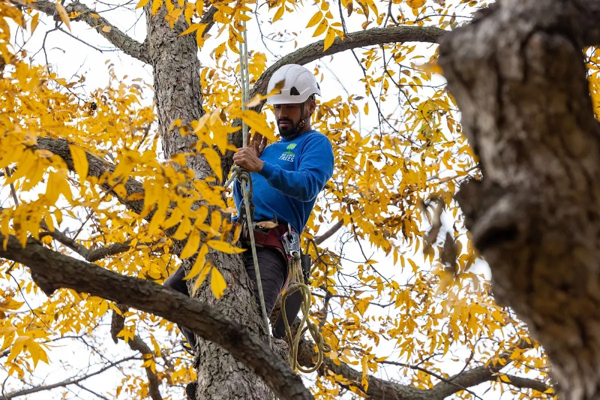 Skilled Tree Trimming crew working in Mount Prospect